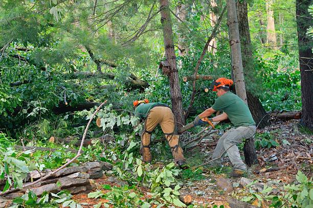  , USA Tree Care Services Pros